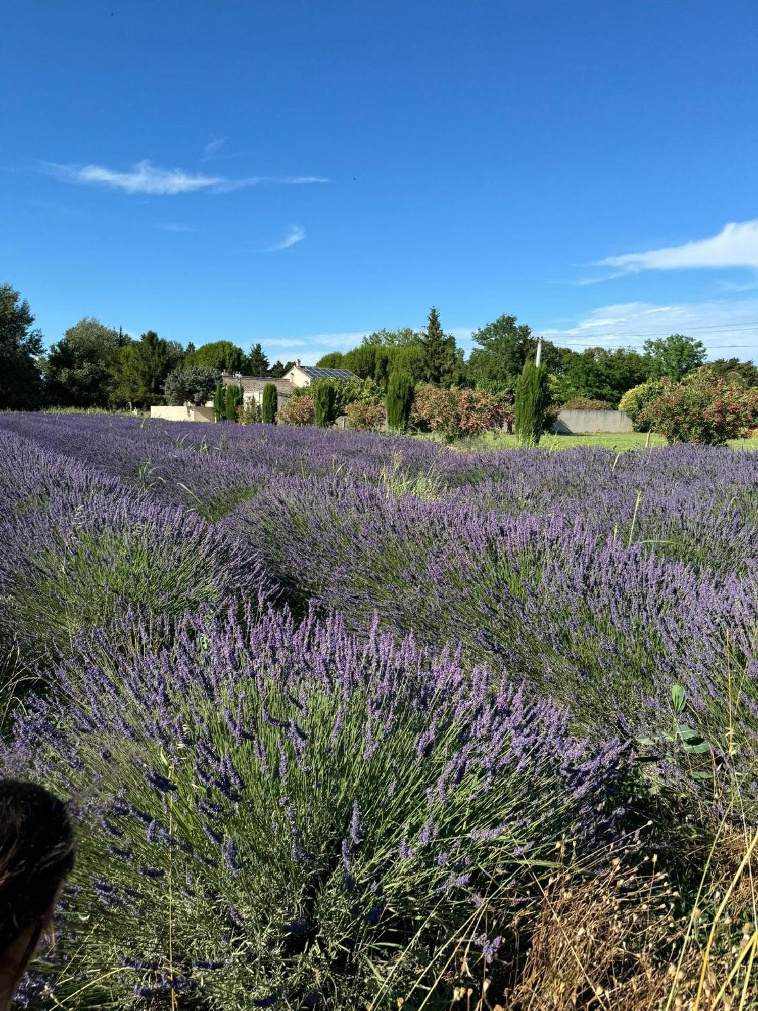 Appartement Neuf Et Au Calme Proche Avignon Althen-des-Paluds ภายนอก รูปภาพ